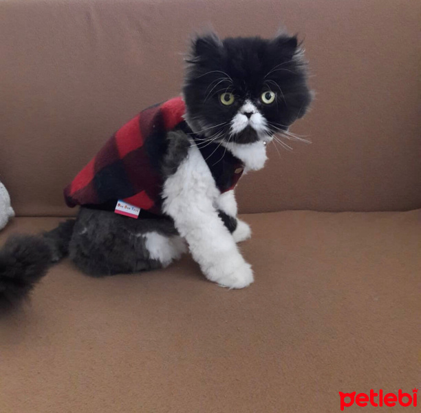İran Kedisi (Persian), Kedi  Karam fotoğrafı