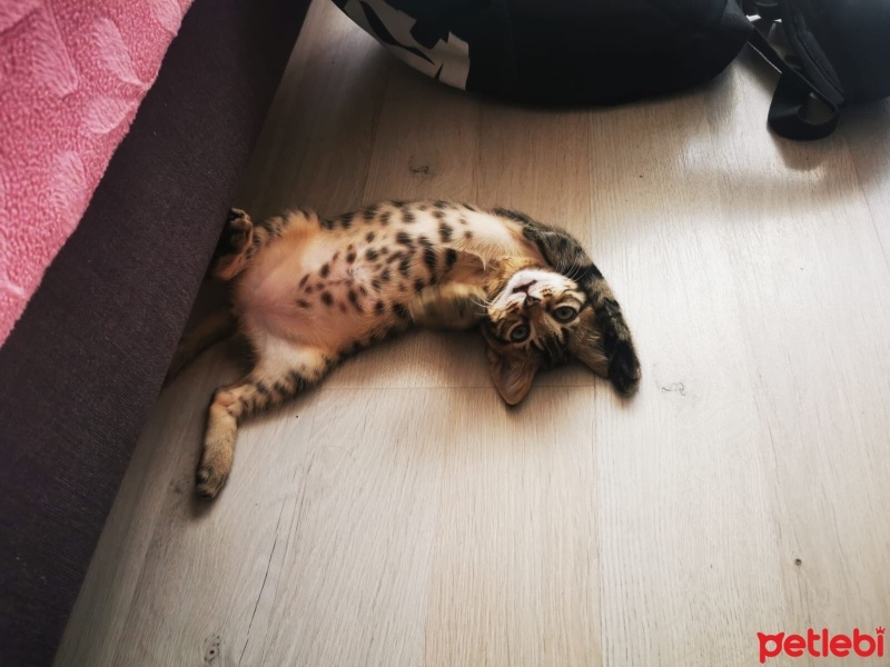 Tekir Kedi, Kedi  Boncuk fotoğrafı