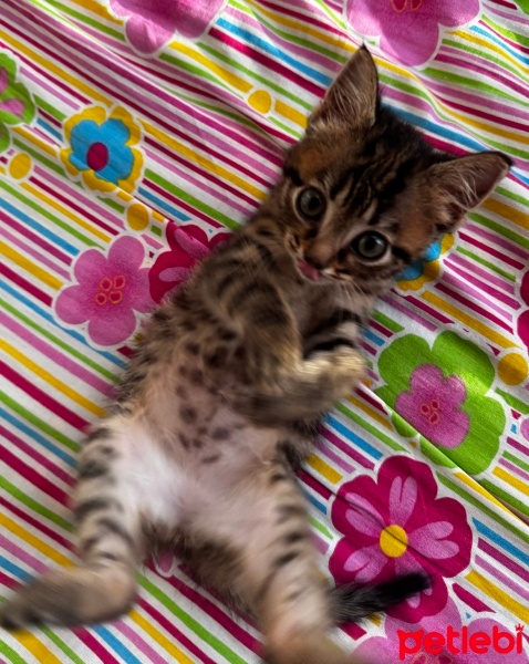 Tekir Kedi, Kedi  Boncuk fotoğrafı