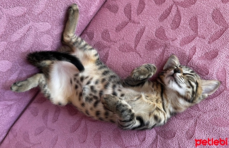Tekir Kedi, Kedi  Boncuk fotoğrafı