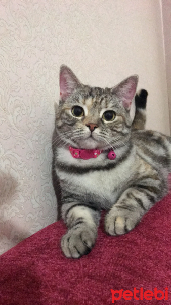 British Shorthair, Kedi  Hayal Nergis fotoğrafı