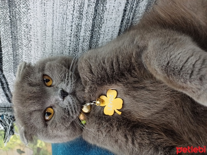 Scottish Fold, Kedi  Leydi fotoğrafı