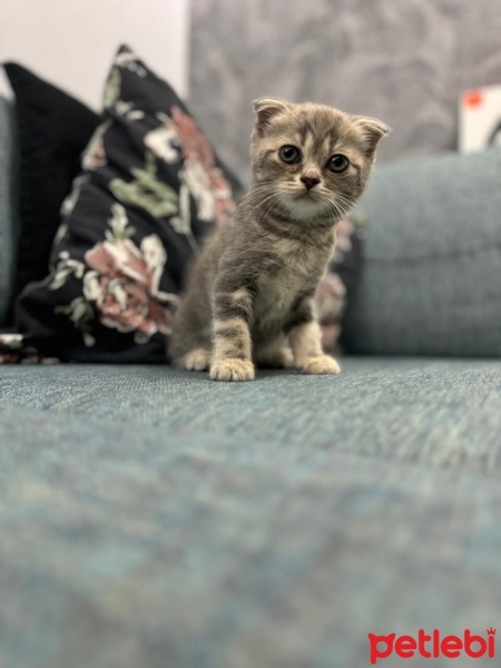 Scottish Fold, Kedi  İsimsiz fotoğrafı