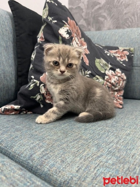 Scottish Fold, Kedi  İsimsiz fotoğrafı