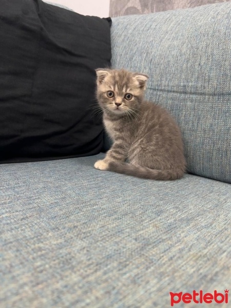 Scottish Fold, Kedi  İsimsiz fotoğrafı
