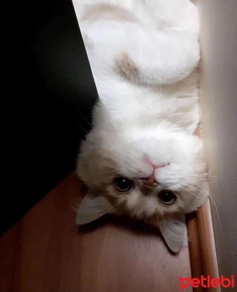British Shorthair, Kedi  Aslan parçası LEO♥️ fotoğrafı