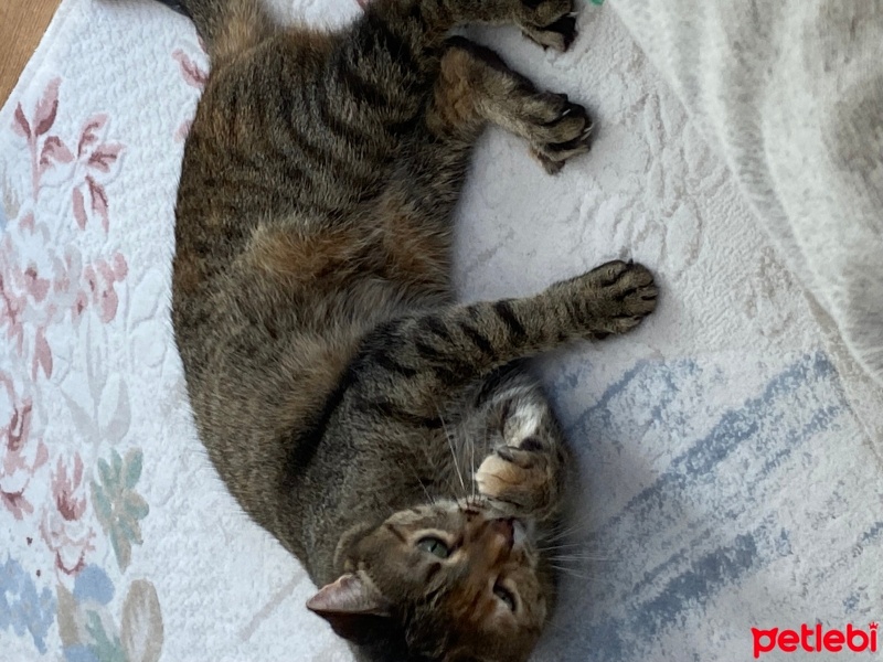 Tekir Kedi, Kedi  Hermoine fotoğrafı