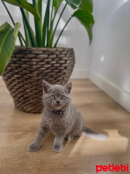 British Shorthair, Kedi  Behlül fotoğrafı