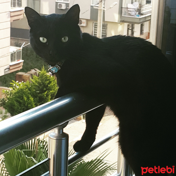 Bombay, Kedi  Blacky fotoğrafı