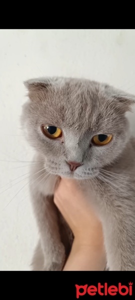 Scottish Fold, Kedi  Safiye fotoğrafı