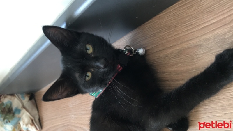Bombay, Kedi  Zeytin fotoğrafı