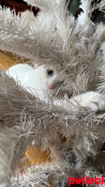 Van Kedisi, Kedi  Elsa fotoğrafı