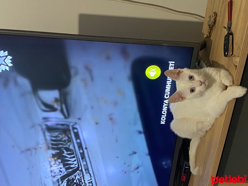 Van Kedisi, Kedi  Boncuk fotoğrafı