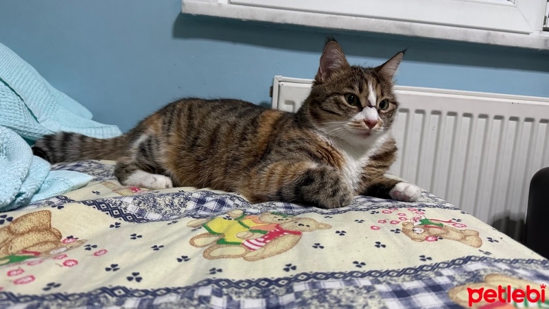 Tekir Kedi, Kedi  Bedo fotoğrafı