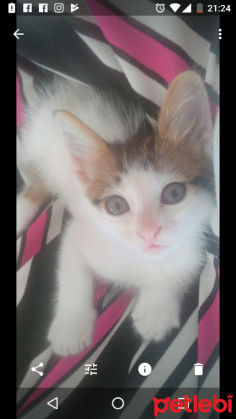 Chinchilla, Kedi  Kizim fotoğrafı