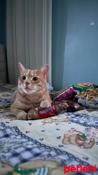 Sarman, Kedi  Omlet fotoğrafı