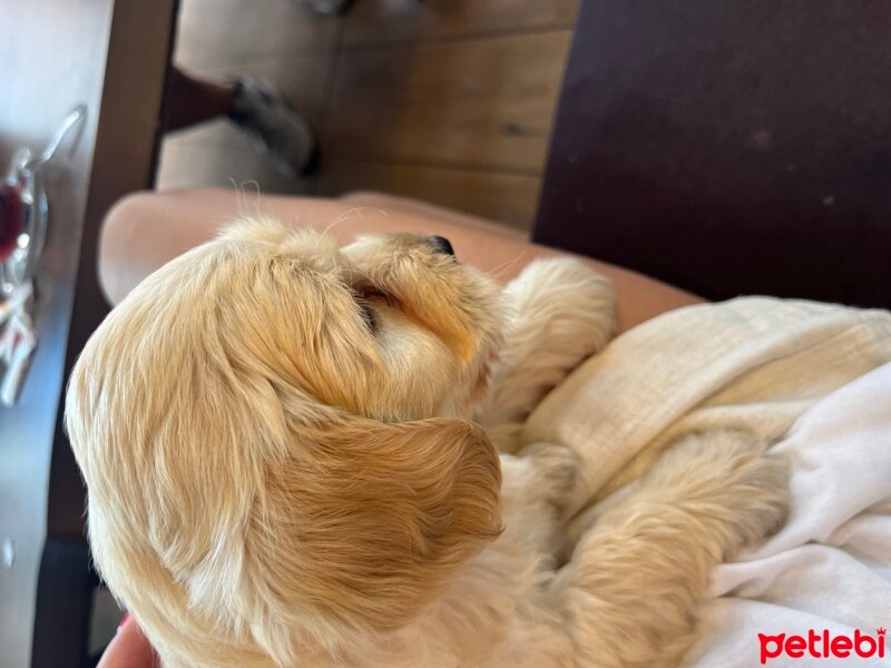 Poodle(Standart Kaniş), Köpek  Maltipoo lucky fotoğrafı