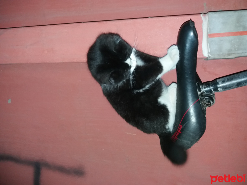 American Curl, Kedi  Pıtır fotoğrafı