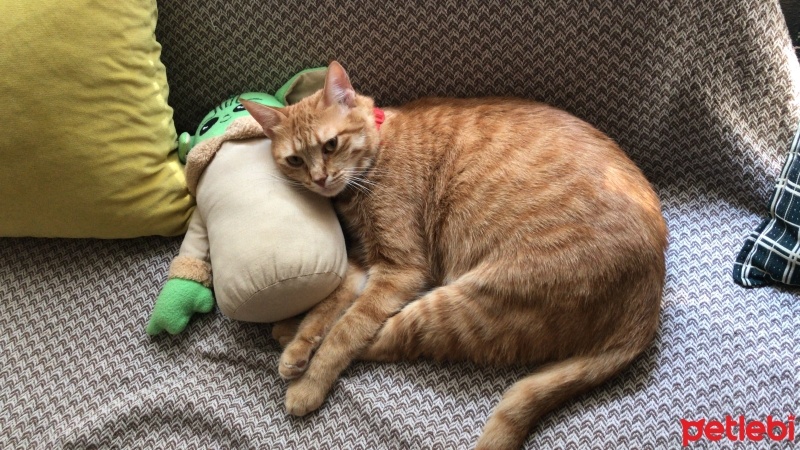 Sarman, Kedi  Şans fotoğrafı