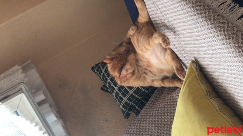 Sarman, Kedi  Şans fotoğrafı