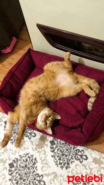 Sarman, Kedi  Şans fotoğrafı