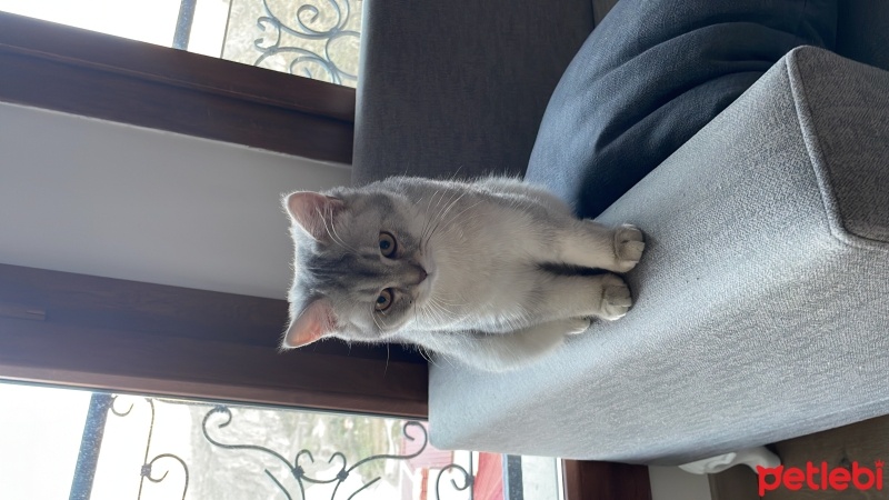 British Shorthair, Kedi  uzay fotoğrafı