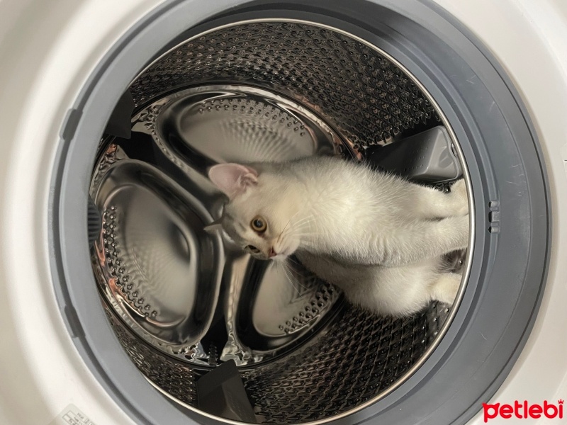 British Shorthair, Kedi  uzay fotoğrafı