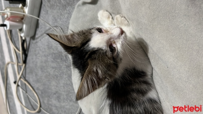 Tekir Kedi, Kedi  Sabun fotoğrafı