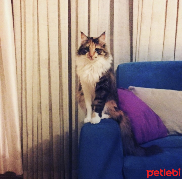Maine Coon, Kedi  Mia fotoğrafı