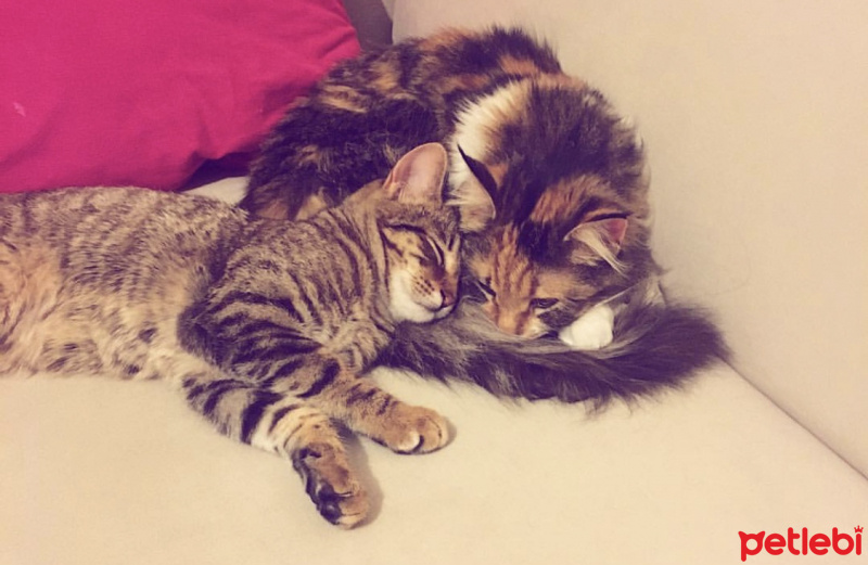 Maine Coon, Kedi  Mia fotoğrafı