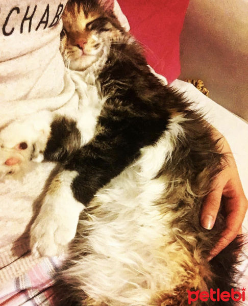 Maine Coon, Kedi  Mia fotoğrafı
