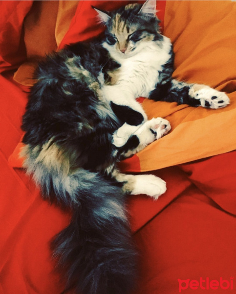 Maine Coon, Kedi  Mia fotoğrafı