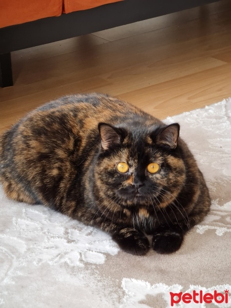 British Shorthair, Kedi  Negro fotoğrafı