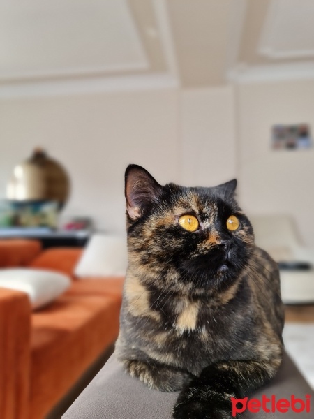 British Shorthair, Kedi  Negro fotoğrafı