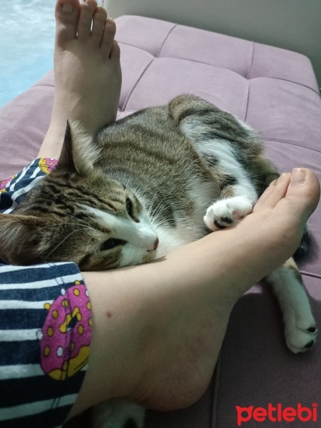 Tekir Kedi, Kedi  Pati fotoğrafı