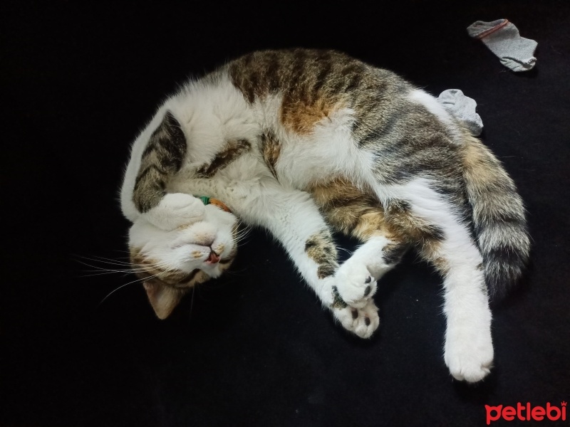 Tekir Kedi, Kedi  Pati fotoğrafı