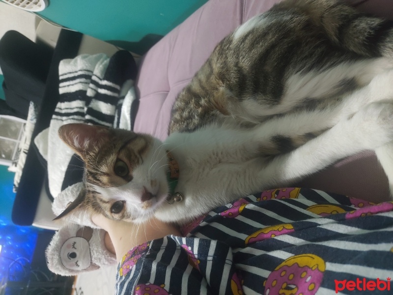 Tekir Kedi, Kedi  Pati fotoğrafı