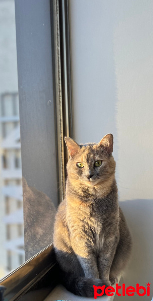Tekir Kedi, Kedi  Pofuduk fotoğrafı
