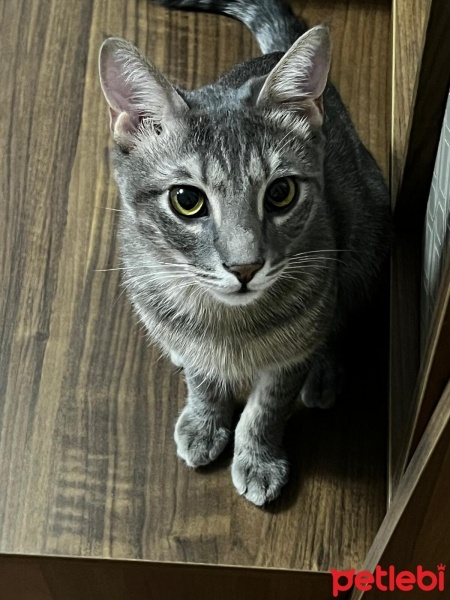 Tekir Kedi, Kedi  Duman fotoğrafı