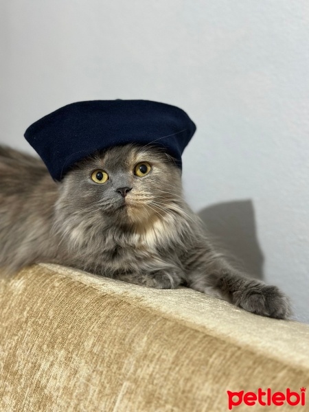 British Longhair, Kedi  Şila fotoğrafı