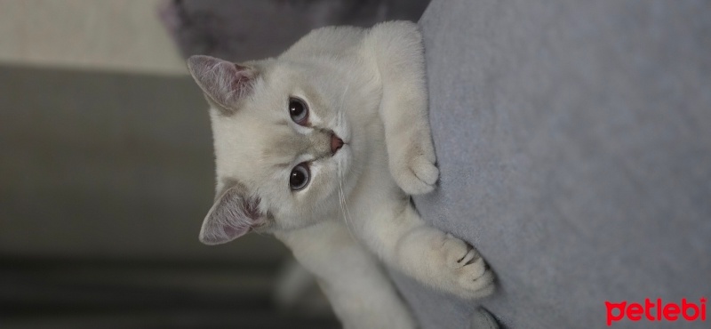 British Shorthair, Kedi  Balım fotoğrafı