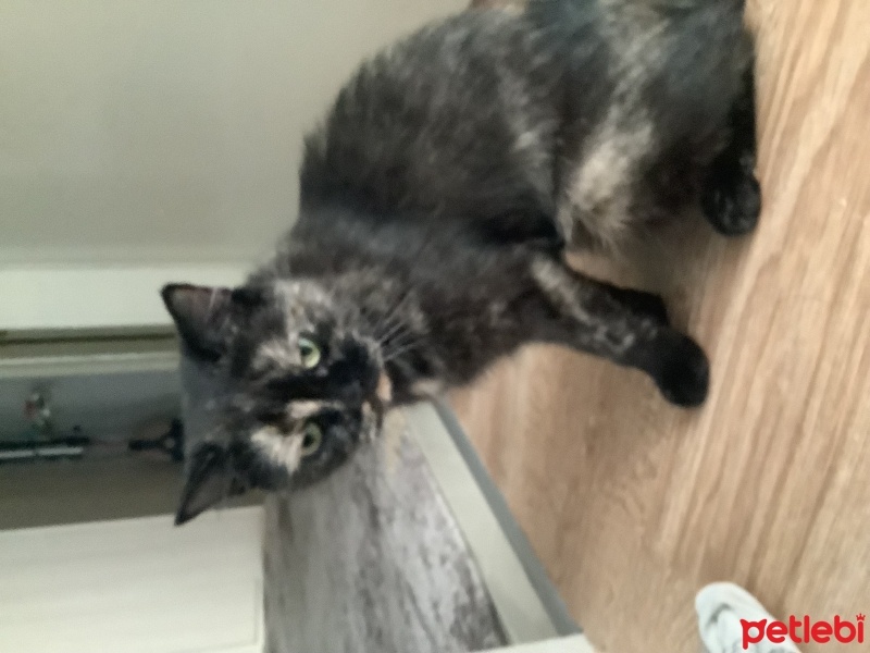 Scottish Fold, Kedi  paspas fotoğrafı
