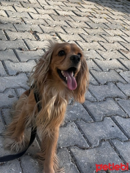 İngiliz Cocker Spaniel, Köpek  Sirius fotoğrafı