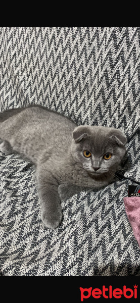 Scottish Fold, Kedi  Duman fotoğrafı