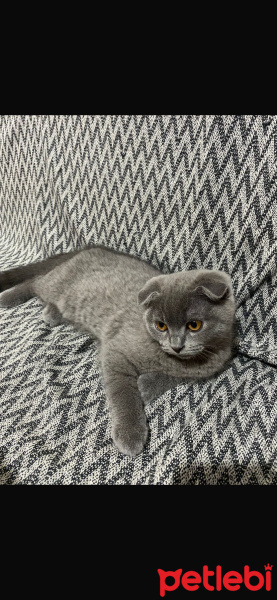 Scottish Fold, Kedi  Duman fotoğrafı