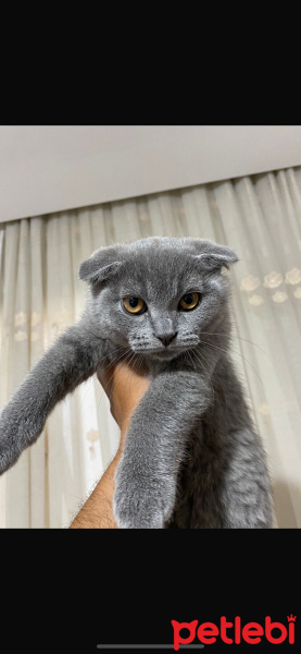 Scottish Fold, Kedi  Duman fotoğrafı