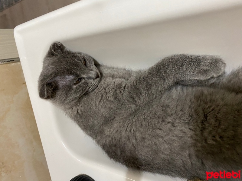 Scottish Fold, Kedi  Duman fotoğrafı