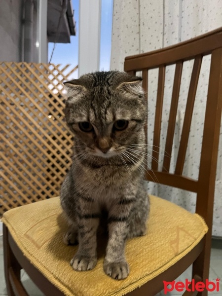 Scottish Fold, Kedi  miya fotoğrafı