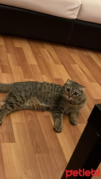 Scottish Fold, Kedi  miya fotoğrafı