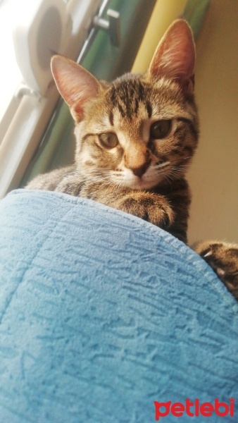 Tekir Kedi, Kedi  DORA fotoğrafı